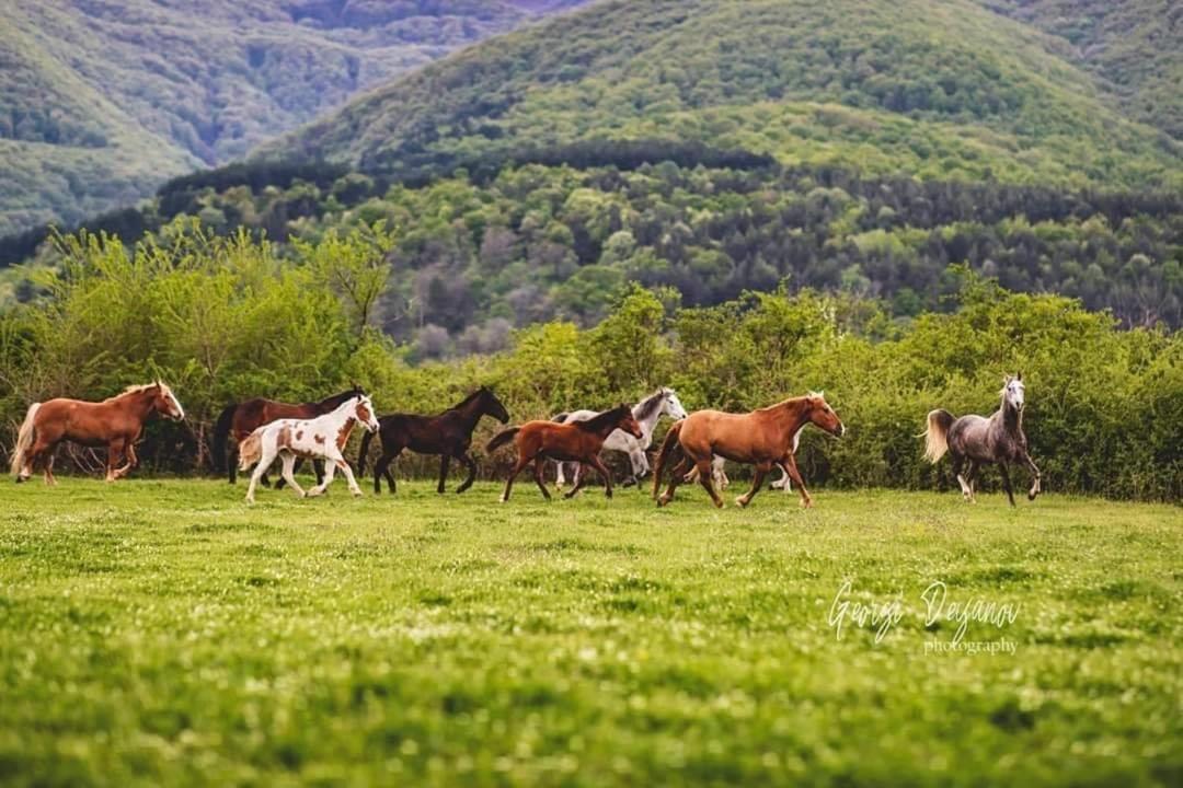 Вила Флора Паталеница Экстерьер фото
